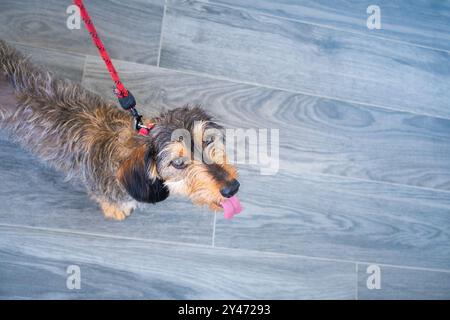 Ein kleiner, junger dackelhaariger Hund ist bereit, an seiner roten Leine spazieren zu gehen. Hochformat von oben auf neutralem Boden mit Kopierraum Stockfoto