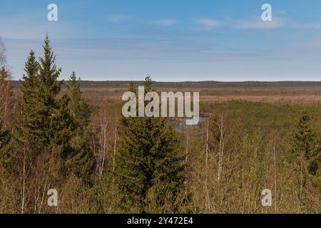 Aus der Vogelperspektive auf ein Sumpfland mit einem See und Pinienbäumen Stockfoto
