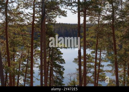 Aus der Vogelperspektive auf ein Sumpfland mit einem See und Pinienbäumen Stockfoto