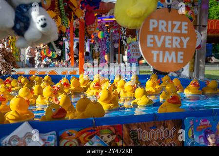 Gelbe Enten, die auf dem Ententeich am Stand des britischen Festspiels schwimmen Stockfoto