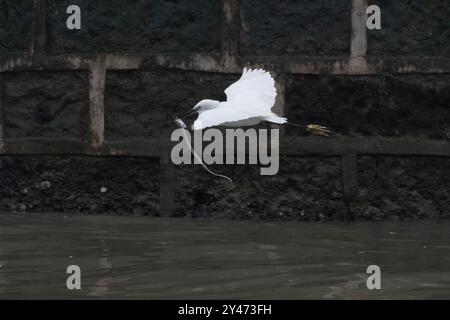 westlicher Riffreiher (Egretta gularis) oder westlicher Riffreiher mit Fang an den Sasoon Docks in Mumbai, Maharashtra, Indien Stockfoto