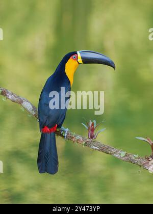 Channel Billed Toucan Ramphastos vitellinus ariel Atlantic Forest, Brasilien BI042701 Stockfoto