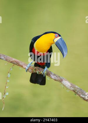 Channel Billed Toucan Ramphastos vitellinus ariel Atlantic Forest, Brasilien BI042705 Stockfoto