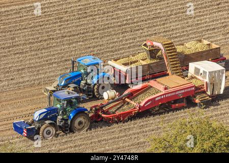 Wolds, East Yorkshire, Großbritannien. September 2024. Erntezeit in den Yorkshire Wolds, mit zwei blauen Traktoren nebeneinander arbeiten, die sich in einem feinen Erntegut sammeln Stockfoto