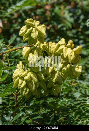 Zweig der Koelreuteria paniculata. Koelreuteria paniculata ist eine in China heimische blühende Pflanzenart der Sapind-Familie (Sapindaceae). Es ist Popula Stockfoto