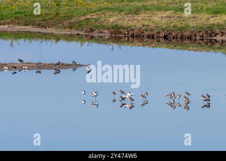 Watvögel mit Laubbäumen, Schwarzschwanzgotwits und Kiebitzen an einem Pool im RSPB Pagham Harbour Local Nature Reserve, West Sussex, England, Großbritannien Stockfoto