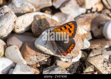 Kleiner Kupferschmetterling (Lycaena phlaeas), der im September auf Kieselsteinen in Pagham Harbour, West Sussex, England, Großbritannien, ruht Stockfoto