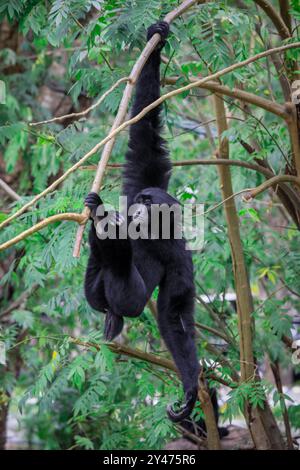 Big Black Howler klettern auf dem Baum im Regenwald, Thailand Stockfoto