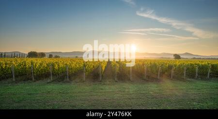 Bolgheri Weinberge Panoramablick bei Sonnenaufgang. Castagneto Carducci, Toskana, Italien Stockfoto