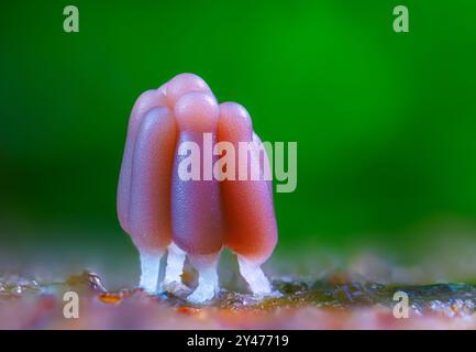 Gruppe einer Schleimform - Stemonitis fusca. Er wächst in Häufchen auf totem Holz und hat markante hohe braune Sporangia, die auf schlanken Stielen mit gestützt wird Stockfoto