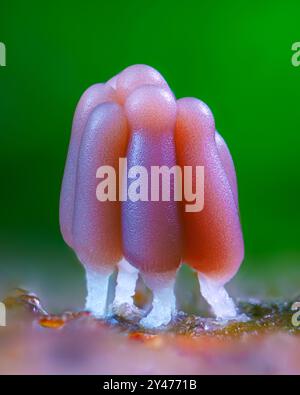 Gruppe einer Schleimform - Stemonitis fusca. Er wächst in Häufchen auf totem Holz und hat markante hohe braune Sporangia, die auf schlanken Stielen mit gestützt wird Stockfoto