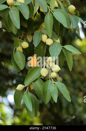 Pyramid Tree, Norfolk Island Hibiscus, Queensland White Oak, Sally Wood oder White Oak, Lagunaria patersonia, Malvaceae. Norfolk Island, Australien. Verzögerung Stockfoto