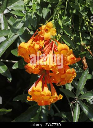 Flammende Glocken, Orange Glocken, Orange Esperanza, Orange Stern, Orange Trompete Bush, Tecoma Orange, Jubilee Tacoma, Glocken des Feuers, Tecoma fulva. Stockfoto