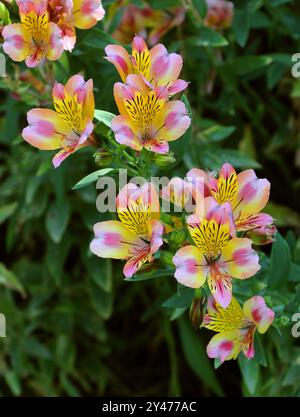 Peruanische Lilie oder Lilie der Inkas, Alstroemeria Garden Juwel 'Pfirsiche', Alstroemeriaceae. Südamerika. Hybridsorte. Stockfoto