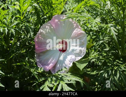 Hybrid Hardy Hibiscus (Hibiscus Summerific Ballet Slippers), Malvaceae. Eine sehr große, blumige Hibiscus-Sorte. Stockfoto