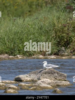 Ringhals-Möwe auf einem Felsen in der Mitte eines Flusses mit grünen Bäumen im Hintergrund Stockfoto