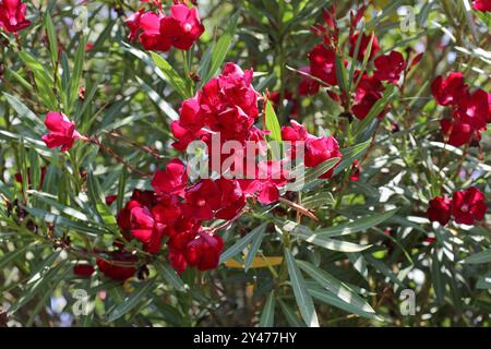 Rotblühender Oleander, Nerium Oleander „Red“, Rote blühende Jamaika Südsee Rose, Roter Oleander, Rote blühende Laurier Rose, Oleander, Nerium Oleander. Stockfoto