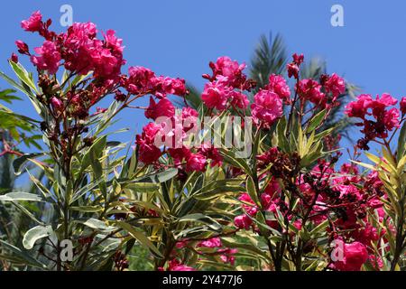 Variierender rosafarbener Oleander, Nerium Oleander „Pink“, rosafarbene Jamaika Südsee Rose, rosafarbener Oleander, rosafarbene Laurier Rose, Oleander. Stockfoto