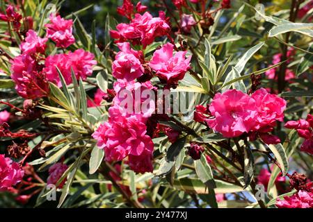 Variierender rosafarbener Oleander, Nerium Oleander „Pink“, rosafarbene Jamaika Südsee Rose, rosafarbener Oleander, rosafarbene Laurier Rose, Oleander. Stockfoto