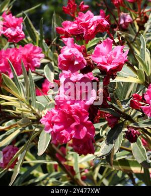 Variierender rosafarbener Oleander, Nerium Oleander „Pink“, rosafarbene Jamaika Südsee Rose, rosafarbener Oleander, rosafarbene Laurier Rose, Oleander. Stockfoto