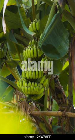 dracaena marginata größe Dracaena Marginata P21: Pflegeleichte Zimmerpflanze main image 1