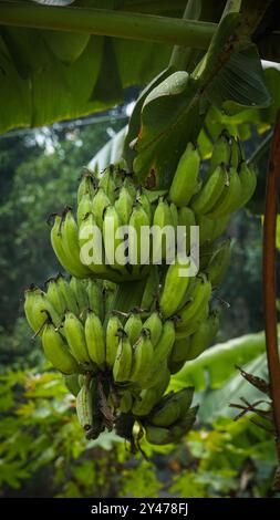 Hochwertige grüne Bananen. Eine Banane ist eine längliche, essbare Frucht – botanisch eine Beere –, die von verschiedenen Arten von großen, krautigen blühenden Pflanzen produziert wird Stockfoto