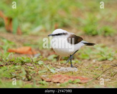 Maskierter Wassertyrann Fluvicola nengeta Atlantic Forest, Brasilien BI043122 Stockfoto