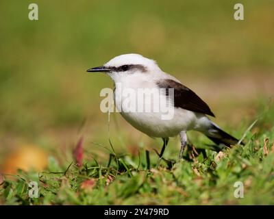 Maskierter Wassertyrann Fluvicola nengeta Atlantic Forest, Brasilien BI043131 Stockfoto