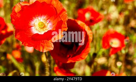 Eine krautige Pflanze mit auffälligen Blüten, milchsaft und abgerundeten Samenkapseln. Alkaloide und sind eine Quelle von Medikamenten wie Morphin Stockfoto