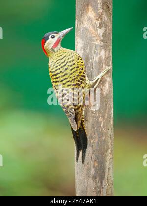 Grünspechte Colaptes melanochloros Atlantic Forest, Brasilien BI043236 Stockfoto