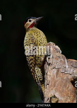 Grünspechte Colaptes melanochloros Atlantic Forest, Brasilien BI043239 Stockfoto