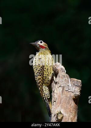 Grünspechte Colaptes melanochloros Atlantic Forest, Brasilien BI043240 Stockfoto