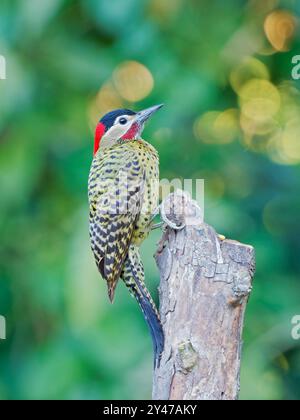 Grünspechte Colaptes melanochloros Atlantic Forest, Brasilien BI043241 Stockfoto