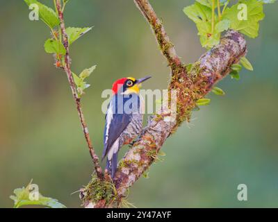 Gelber Spechte Melanerpes flavifrons Atlantic Forest, Brasilien BI043283 Stockfoto