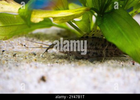 Großwelse in einem Aquarium unter grünem Busch Stockfoto