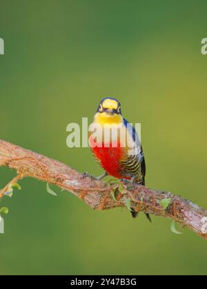 Melanerpes flavifrons Atlantic Forest, Brasilien BI043297 Stockfoto