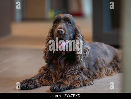 Leberfarbiger englischer Cocker Spaniel liegt auf dem Boden. Brauner englischer Cocker Spaniel Hund, der auf dem Boden liegt. Stockfoto