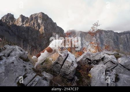Ein Jack Russell Terrier steht auf felsigem Gelände mit hoch aufragenden Bergen im Hintergrund. Der Hund sieht wachsam und abenteuerlustig in der Herbstlandschaft aus. Stockfoto