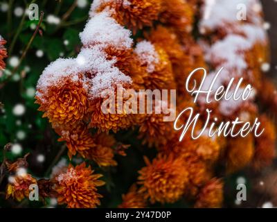 Blühende orangefarbene Chrysanthemblumen mit frischem weißem Schnee. Gefrorene Blumen mit Frost im Garten. Leuchtende winterliche Tapete. Frohe Feiertage Stockfoto