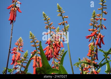 Zwergkorallenbaum Erythrina humeana Stockfoto