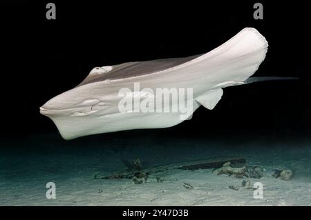 Großer rosafarbener Peitschenrochen schwimmt schnell über dem Meeresboden Stockfoto