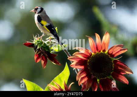 Europäischer Goldfinch Carduelis carduelis, Rot, Helianthus annuus, Vogelsonnenblumengarten Stockfoto
