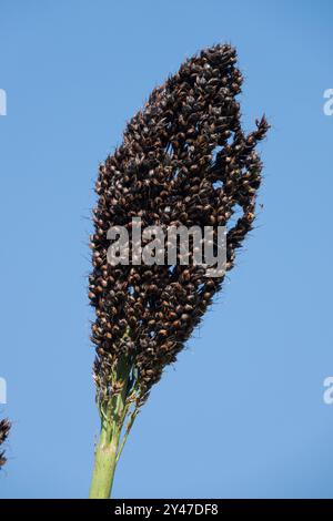 Landwirtschaft Getreide Pflanzen jährliche jährliche jährliche jährliche Hirse Kräuter Schwarze Hirse Sorghum nigrum Körner Samen Köpfe Samen Samen Samen Samen Stockfoto