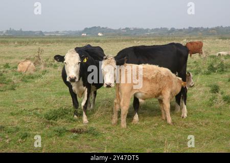 Kühe mit ihren Kälbern auf einem Feld in der Nähe von Southwold, Suffolk, Großbritannien Stockfoto