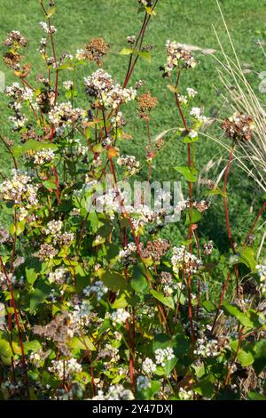 Buchweizen Fagopyrum esculentum Stockfoto