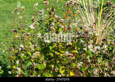 Fagopyrum esculentum Buchweizen Silverhull Gartenpflanze Stockfoto