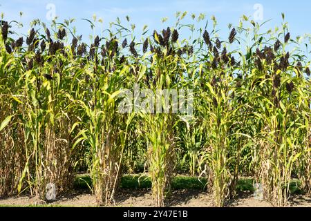 Landwirtschaft Getreide Pflanzen jährliche jährliche jährliche jährliche Hirse Kräuter Schwarze Hirse Sorghum nigrum Körner Samen Köpfe Samen Samen Samen Samen Stockfoto