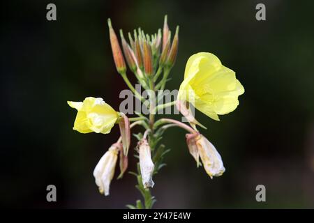 Wildblumen in der Landschaft Blüte der Nachtkerze während der Tagesstunden im Herbst eines Jahres *** Wildblumen in der Landschaft blühende Nachtkerze bei Tageslicht im Herbst eines Jahres Stockfoto