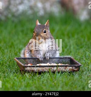 Graues Eichhörnchen saß auf dem Rasen und aß Nüsse aus dem Boden des Vogelfutters im Garten. UK. Stockfoto