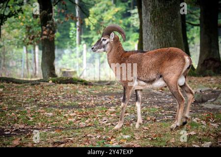 Mufflon Ovis orientalis musimon. Mufflon Ovis orientalis musimon im Wildgatter Oberrabenstein Chemnitz. 20240913MIC0098 *** Mouflon Ovis orientalis musimon Mouflon Ovis orientalis musimon im Oberrabenstein Wildreservat Chemnitz 20240913MIC0098 Stockfoto